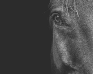 Umelecká fotografie Horse, Horse & Hound Fine Art Photography, (40 x 30 cm)