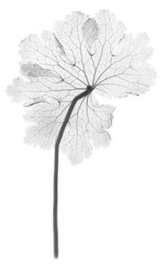 Umelecká fotografie Cranesbill leaf, (Geranium sp.), X-ray, NICK VEASEY/SCIENCE PHOTO LIBRARY, (26.7 x 40 cm)