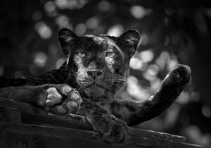 Umelecká fotografie Panther or leopard are relaxing, undefined undefined, (40 x 26.7 cm)