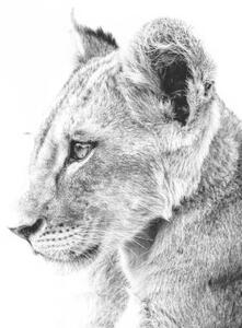 Umelecká fotografie Grayscale shot of a cute lion, Wirestock, (40 x 26.7 cm)