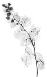 Umelecká fotografie Blackberry plant, X-ray, NICK VEASEY/SCIENCE PHOTO LIBRARY, (26.7 x 40 cm)