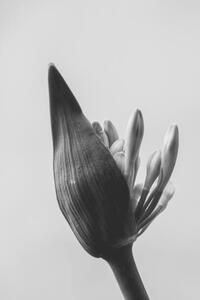 Umelecká fotografie close up of agapanthus bud in bloom isolated, LaperladiLabuan, (26.7 x 40 cm)