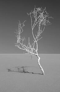 Umelecká fotografie Art of nature, Sossuvlei, Namib desert, Mike Korostelev, (26.7 x 40 cm)