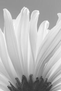 Umelecká fotografie white chrysanthemum bw, uuoott, (26.7 x 40 cm)