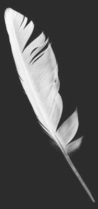 Umelecká fotografie Beautiful white feather isolated on black, nadtytok, (26.7 x 40 cm)