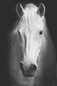 Umelecká fotografie Portrait of a white horse., kasto80, (26.7 x 40 cm)
