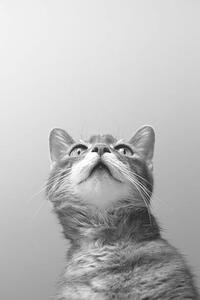 Umelecká fotografie a cat on grey background, Zoonar RF, (26.7 x 40 cm)
