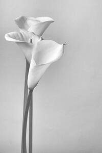 Umelecká fotografie Calla lilies, Svetl, (26.7 x 40 cm)