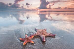Umelecká fotografie Starfish on beach, IvanMikhaylov, (40 x 26.7 cm)