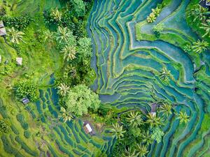 Umelecká fotografie Aerial view of Rice Terrace in Bali Indonesia, Travelstoxphoto, (40 x 30 cm)