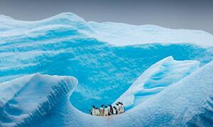 Umelecká fotografie A group of Penguins stand atop, David Merron Photography, (40 x 24.6 cm)
