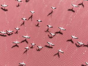 Umelecká fotografie Drone image close to flamingos flying, Abstract Aerial Art, (40 x 30 cm)