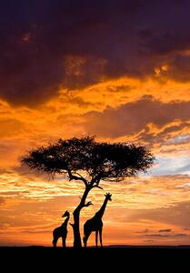 Umelecká fotografie Silhoutted Giraffe with acacia tree at sunset, Darrell Gulin, (26.7 x 40 cm)