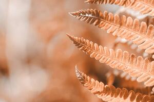 Umelecká fotografie Fern leaf closeup, natural ferns pattern., Anna Skliarenko, (40 x 26.7 cm)