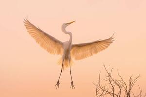 Umelecká fotografie Graceful white Heron in flight, Wirestock, (40 x 26.7 cm)