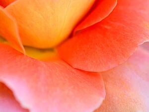Umelecká fotografie Colorful Rose Petal, Katie Plies, (40 x 30 cm)