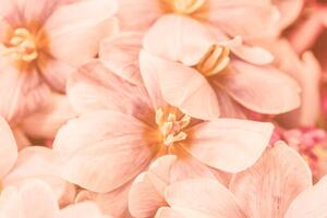 Umelecká fotografie Close-up of pink flowers, Natalia Serenko / 500px, (40 x 26.7 cm)