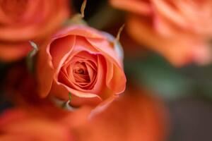 Umelecká fotografie Coral Baby Rose Close-up, Carolyn Ann Ryan, (40 x 26.7 cm)