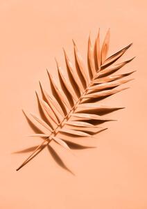 Umelecká fotografie Palm leaf close up, lenta, (30 x 40 cm)