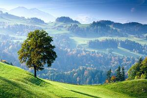 Umelecká fotografie Switzerland, Bernese Oberland, tree on hillside, Travelpix Ltd, (40 x 26.7 cm)