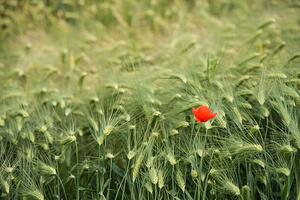 Umelecká fotografie Lonely poppy in a wheat field, Jean-Philippe Tournut, (40 x 26.7 cm)