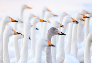 Fotografia Unique swan, High quality images of Japan and nature, (40 x 26.7 cm)