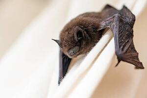 Umelecká fotografie common pipistrelle a small bat, fermate, (40 x 26.7 cm)