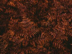 Umelecká fotografie High angle view of brown fern leaves, Johner Images, (40 x 30 cm)