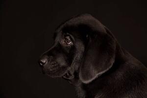 Fotografia black Labrador Retriever puppy, Koljambus, (40 x 26.7 cm)