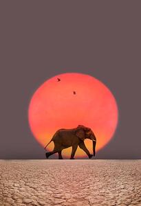 Umelecká fotografie Elephant walking., Grant Faint, (26.7 x 40 cm)