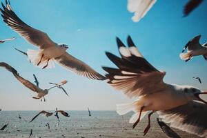 Umelecká fotografie Close-Up of Seagulls above Sea against, sakchai vongsasiripat, (40 x 26.7 cm)