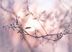 Fotografia Sun shining through branches with dew covered buds, EschCollection, (40 x 30 cm)