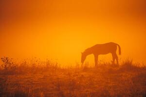 Fotografia Horse silhouette on morning meadow. Orange, kovop58, (40 x 26.7 cm)