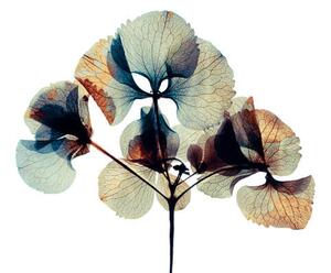 Umelecká fotografie Pressed and dried dry flower, andersboman, (40 x 26.7 cm)