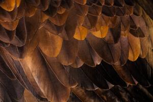 Umelecká fotografie Golden Eagle's feathers, Tim Platt, (40 x 26.7 cm)