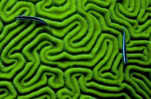 Fotografia Grooved Brain Coral, Dash Shemtoob, (40 x 26.7 cm)