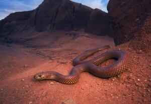Umelecká fotografie Large, wild king brown/mulga snake, Kristian Bell, (40 x 26.7 cm)