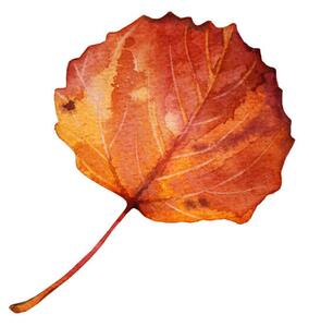 Umelecká fotografie Watercolor hand-drawn autumn red, orange leaf, Natalia Kunashova, (40 x 40 cm)