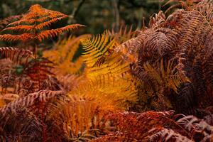 Umelecká fotografie dry ferns in a forest in fall, vicvaz, (40 x 26.7 cm)