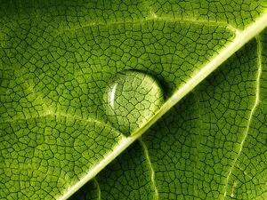 Umelecká fotografie water drop on leaf, Mark Mawson, (40 x 30 cm)
