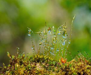 Umelecká fotografie Water drops on moss with Sun beams, K-Paul, (40 x 35 cm)