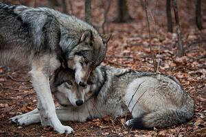 Fotografia Affectionate Grey Wolves, RamiroMarquezPhotos, (40 x 26.7 cm)