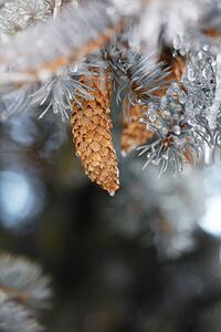 Umelecká fotografie Frozen pinecones in winter, sangfoto, (26.7 x 40 cm)