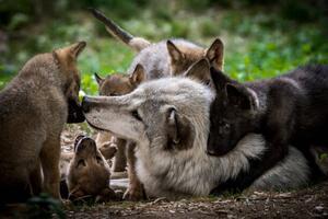 Umelecká fotografie Wolf with litter of playful cubs, Zocha_K, (40 x 26.7 cm)