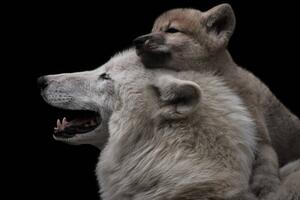Umelecká fotografie Mother's love between arctic wolf and, Thomas Marx, (40 x 26.7 cm)