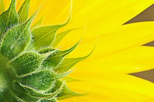 Umelecká fotografie Sunflower, magnez2, (40 x 26.7 cm)
