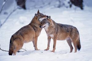 Umelecká fotografie Wolves snuggling in winter, Martin Ruegner, (40 x 26.7 cm)