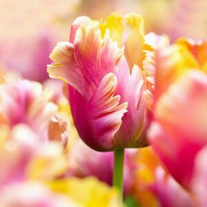 Umelecká fotografie Close-up tulips, Helaine Weide, (40 x 40 cm)