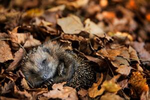Fotografia European hedgehog is sleeping in, DieterMeyrl, (40 x 26.7 cm)