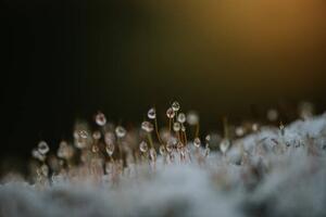 Umelecká fotografie Close up of dew on frosty, Catherine Falls Commercial, (40 x 26.7 cm)
